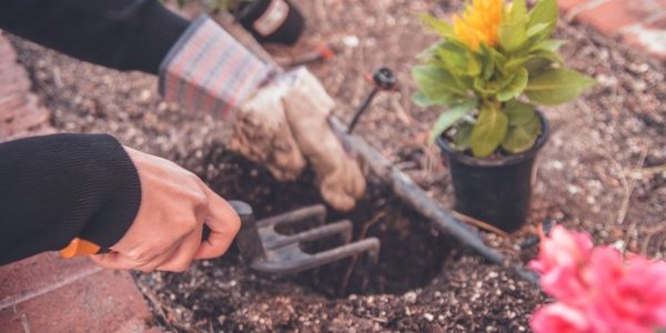 Person planting a flower in soil with a hand trowel.“