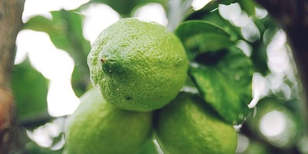 Close-up of green limes growing on a tree.