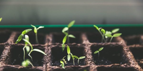 Seedlings growing in small soil pots.