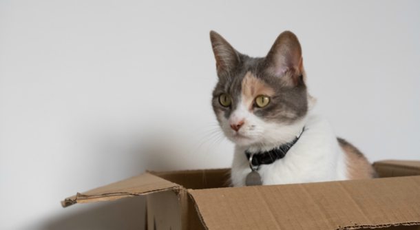 A grey and white cat insde of a moving box
